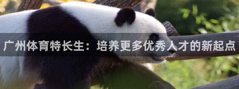 杏彩xc包怎么样